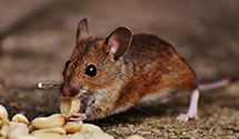 24 Hour & Emergency Exterminators in North Sacramento, CA